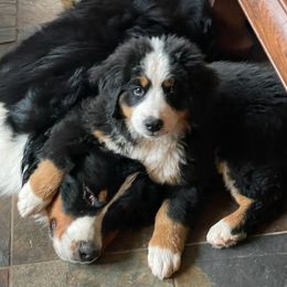 Bernedoodles and Bernese Mountain Dogs from Brentwood Berners