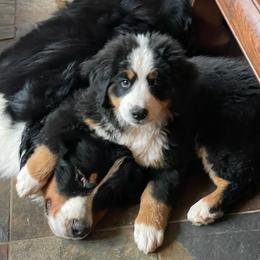 Bernedoodles and Bernese Mountain Dogs from Brentwood Berners