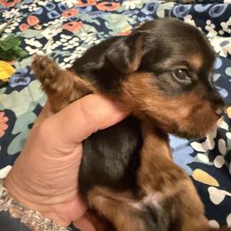 Yorkshire Terrier Puppies from Cuddles of Cuteness