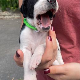 Spring Green - Black and white male Pointer puppy in Olympia, Washington from Birdsboro Pointers