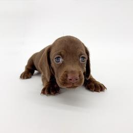 Jewel - Chocolate female Dachshund puppy in Waddell, Arizona from Neu Doxies