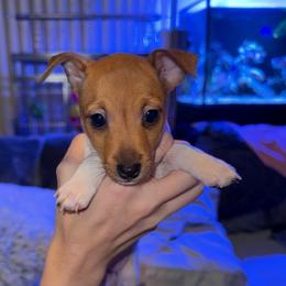 Pup C - White and tan female Toy Fox Terrier puppy in Clermont, Florida from Debbie Hiles's Toy Fox Terriers