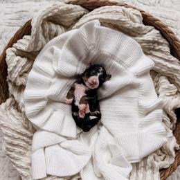 Bonifacio - Tri-color male Bernedoodle puppy in Cold Spring, Minnesota from A.N.A. Doodles