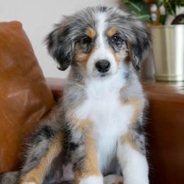 Buttercup - female Australian Mountain Doodle puppy in Lafayette, Missouri from Brick House Farm Doodles