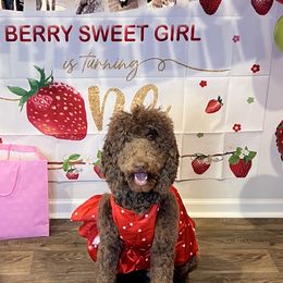 Goldendoodles from Pawmazing Doodles