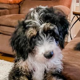 Bernedoodles from Posey Hill Doodles