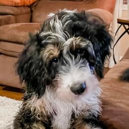 Bernedoodles from Posey Hill Doodles