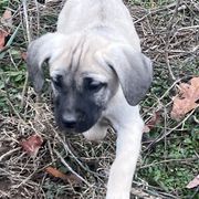 Grape Crush - Yellow Black Mouth Cur puppy in Warsaw, Missouri from Heritage Cow Dogs