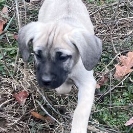 Grape Crush - Yellow Black Mouth Cur puppy in Warsaw, Missouri from Heritage Cow Dogs