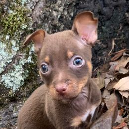 Chocolate Tri male - Chocolate and white male Teddy Roosevelt Terrier puppy in Gadsden, Alabama from Rich Cat’s