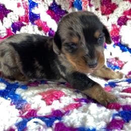 Dachshund Puppies from LPS weenies