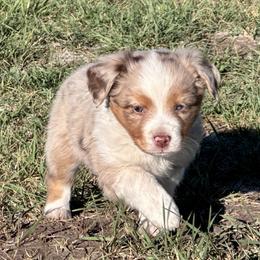 Cedar - male Toy Australian Shepherd puppy in Bly, Oregon from Apacheblus Toy Aussies