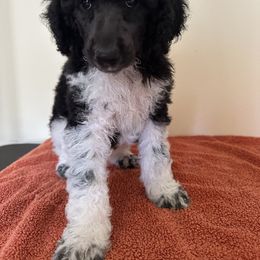 Poodle Puppies from Paddock's Purebred Poodles