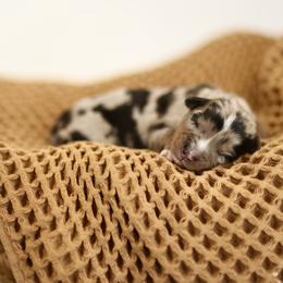 Alani - female Australian Mountain Doodle puppy in Spanish Fork, Utah from Little Puppy Co.