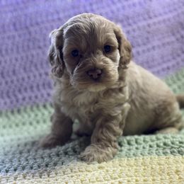 Maddox - Buff male Cockapoo puppy in Berea, Kentucky from Blair’s Furry Friends