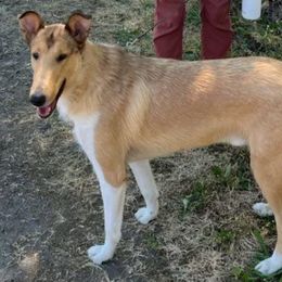 Gilbert - Collie