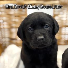 Mini - Black female Labrador Retriever puppy in Owosso, Michigan from Bennington Retrievers