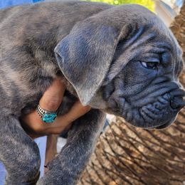 6 - Gray brindle male Cane Corso puppy in Scottsdale, Arizona from Marcus Attilius Cane Corso