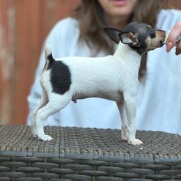 Luka - White black and tan male Toy Fox Terrier puppy in Fort Worth, Texas from Blue Line Kennel