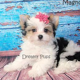 Biewer Terrier and Yorkshire Terrier Puppies from Dreamy Pups