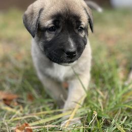 Glacier Boy - Fawn male Anatolian Shepherd Dog puppy in Kalispell, Montana from Wild Rooster Family Farm (AKC Anatolians OFA Hips Tested)
