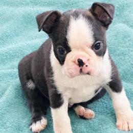 Cooper - Black brindle and white male Boston Terrier puppy in Shell Knob, Missouri from Stoneridge Kennel
