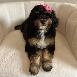 Cinderella - Tri-color female Bernedoodle puppy in Munster, Indiana from Miranda’s Sunshine Poodles and Doodles