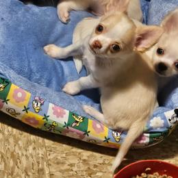 El Toro - Cream and white male Chihuahua puppy in Springfield, Missouri from Casadelopez Tails