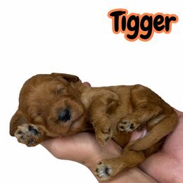 Tigger - Red male Australian Labradoodle puppy in Upland, California from Kings Labradoodles