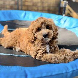 Strawberry - Apricot female Cavapoo puppy in Arlington, Texas from Van Haselen Poodles and Doodles
