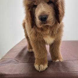 Ghost - Brown male Tibetan Mastiff puppy in Gardena, California from Crown Lion Kennels