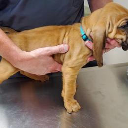 Bloodhound Puppies from Heritage Hounds