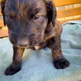 Bernedoodle and Siberian Husky Puppies from Timberline Paws