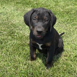 Uncle Sam - Black male Catahoula Leopard Dog puppy in Forbes, Minnesota from North Country Catahoulas