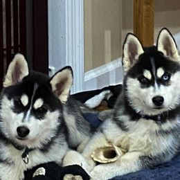 Siberian Huskies from North Node