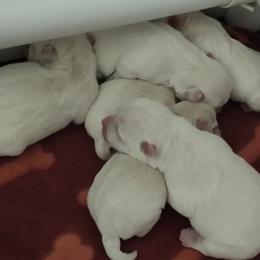 Nala - White female West Highland White Terrier puppy in Murrieta, California from San Diego Westies