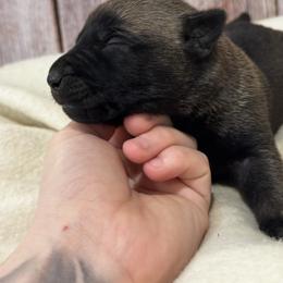 Girl 2 - Fawn female xDutch Shepherd puppy in Clarksville, Tennessee from Vuurhart Herders
