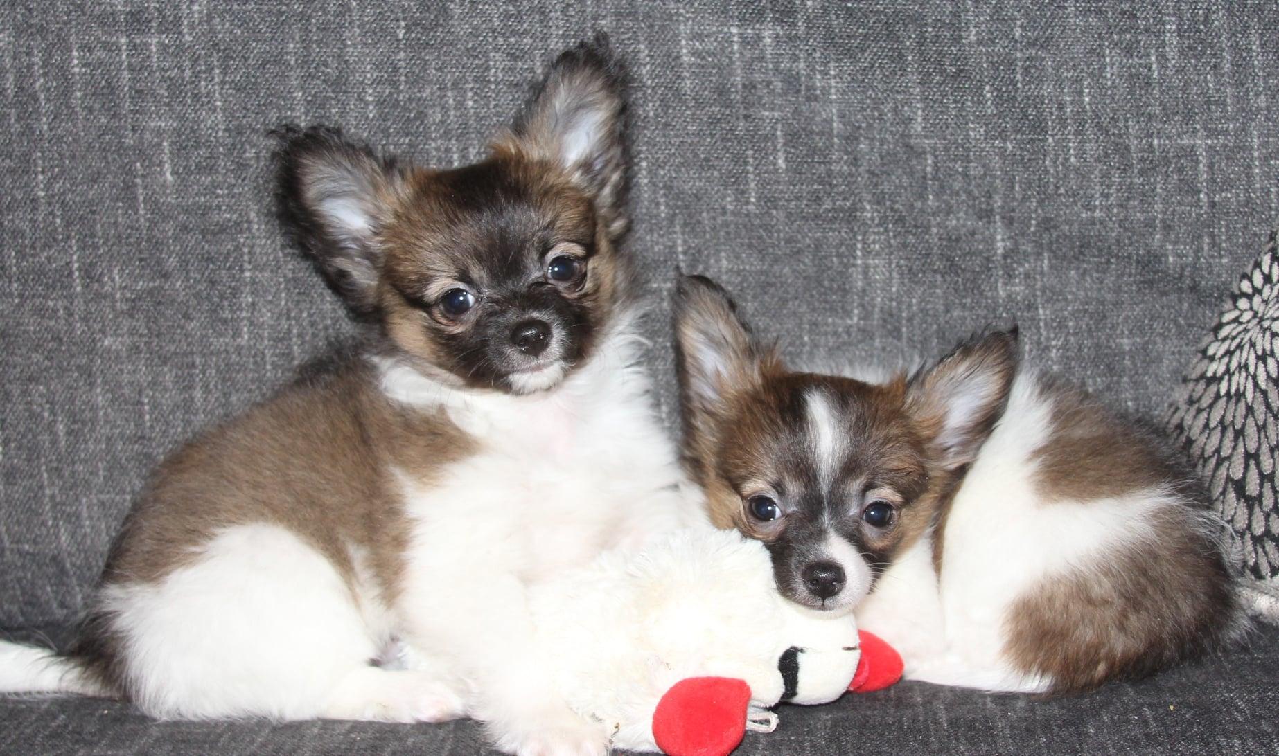 Desert Mountain Papillons in Utah Papillon puppies Good Dog