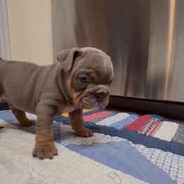 Sir Louis - Lilac tri-color male Bulldog puppy in Pace, Florida from Royal Fade Bulldogs
