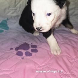 Ivy - Black tri-color female Australian Shepherd puppy in Lakeland, Florida from Aussies of Hope LLC