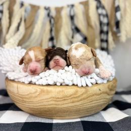Australian Labradoodle puppies from Brinkerhoff Doodle Farm