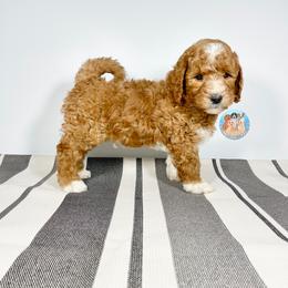 Aussiedoodle, Bernedoodle, and Goldendoodle Puppies from Dandy Doodle Ranch