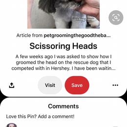 Shih Tzu Puppies from Willow Lane Shih Tzus