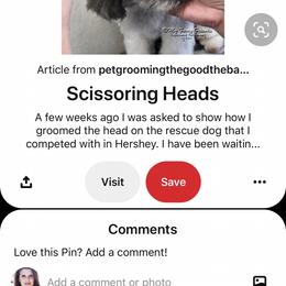 Shih Tzu Puppies from Willow Lane Shih Tzus