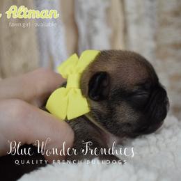 Teddy Altman - Fawn female French Bulldog puppy in Loxahatchee, Florida from Blue Wonder Frenchies
