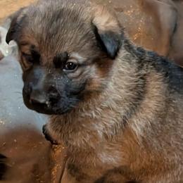Odom's Flight of Fancy - Sable female German Shepherd puppy in Springtown, Texas from Odom's German Shepherds