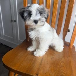 Boy 2 - Parti male Miniature Schnauzer puppy in Tacoma, Washington from AKC Nordwest Schnauzers
