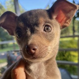 Chihuahuas from Deerfield Acres Canine Companions