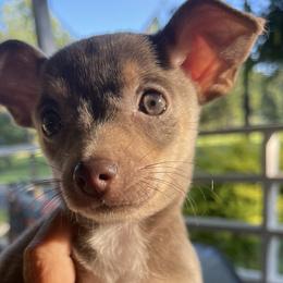Chihuahuas from Deerfield Acres Canine Companions
