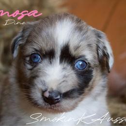 Mimosa - Blue merle female Australian Shepherd puppy in Grapeland, Texas from Smokin K Aussies